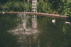 pond with ducks